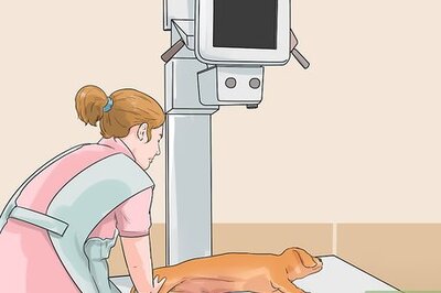 How to Promote Safe Whelping for Short Legged Dog Breeds