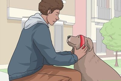 How to Walk a Dog