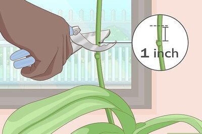 Easy Steps to Get an Orchid to Flower Again