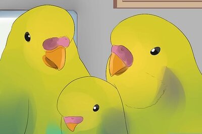 How to Feed and Raise a Baby Budgie