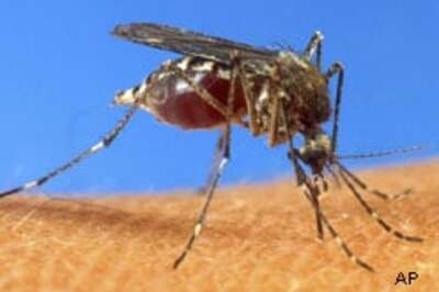Study says malaria helps spread HIV