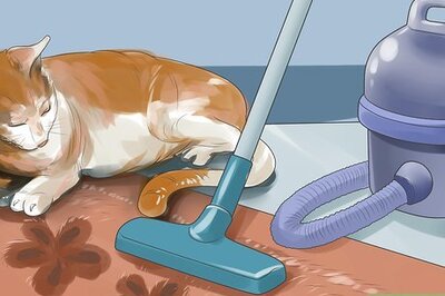 How to Tell if Your Cat Is Deaf