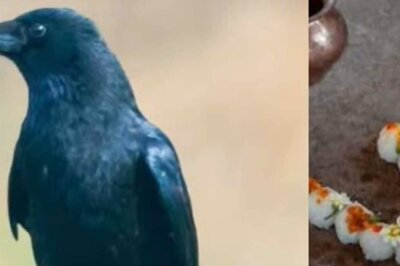 Pitru Paksha 2024: Why Crows Are Fed During Shraddha Karma