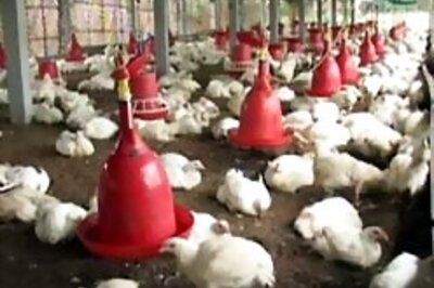 Orissa seals border, bans poultry imports from Bengal