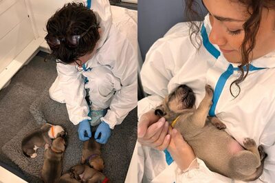 Tom Holland, Zendaya Break The Internet With Their Aww-dorable Photos With Puppies; See Post