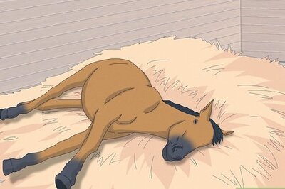 How to Treat Lameness in Horses