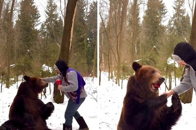 Internet In Disbelief After Man Gives Lollipop To Giant Bear