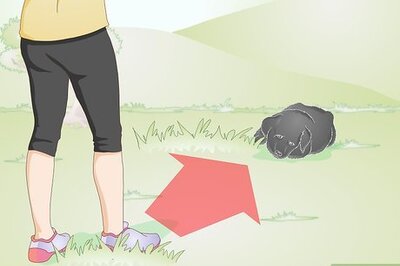 How to Take Care of an Injured Stray Puppy