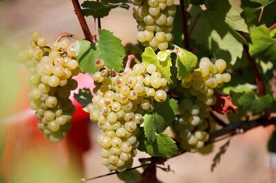 5 Ways To Add Grapes To Your Meal For a Nutrient-rich Palate