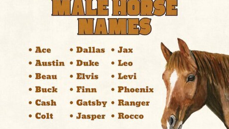 360+ Funny & Unique Horse Names for Your Equine Friend