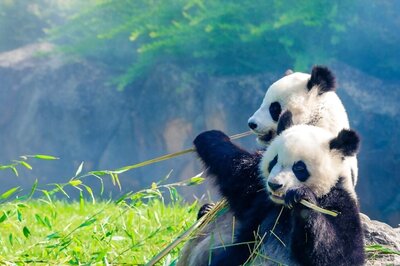 National Endangered Species Day 2023: Theme, History and Significance