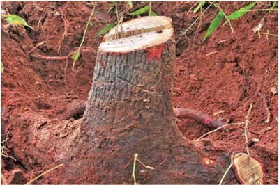 Sandalwood Poaching: Fully Grown Tree Stolen from Inside College Premises in Pune, 3 Suspected