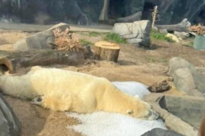'It's Normal': Saint Louis Zoo Responds To Viral Photo Of Polar Bear Lying On Ice