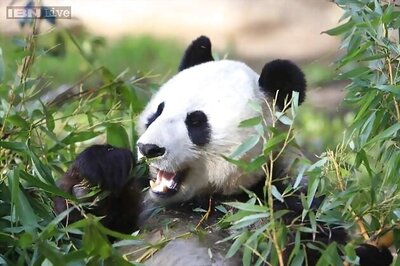 Giant Panda Valley launched in China