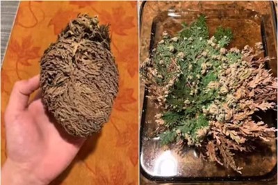 This Miraculous Plant Revives Itself Even After Drying Up