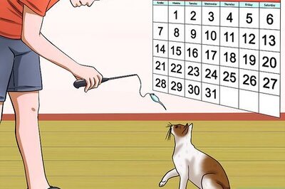 How to Make Your Cat Stop Attacking You