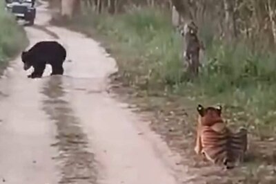 ‘Rarest Of The Rare’ Wildlife Encounter: Bear Confronts Tigress In Spine-Chilling Video