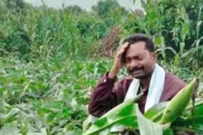 Continuous Rainfall In Telangana Devastates 18,000 Acres Of Crops Leaving Farmers Distressed