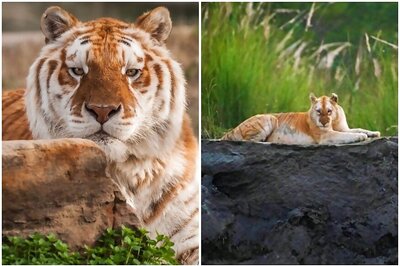 Why India’s Only Golden Tiger is a Matter of Both Pride and Concern for Kaziranga National Park