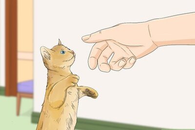 How to Adopt a Kitten