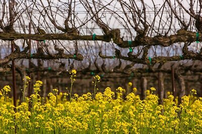 Plants respond to climate change better than earlier thought: Study