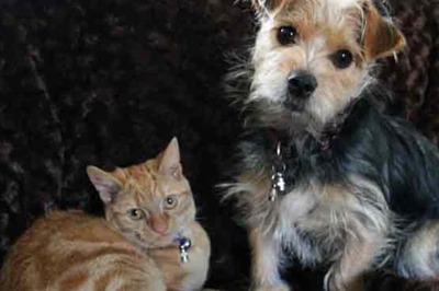 Dog People Have More Facebook Friends Than Cat People