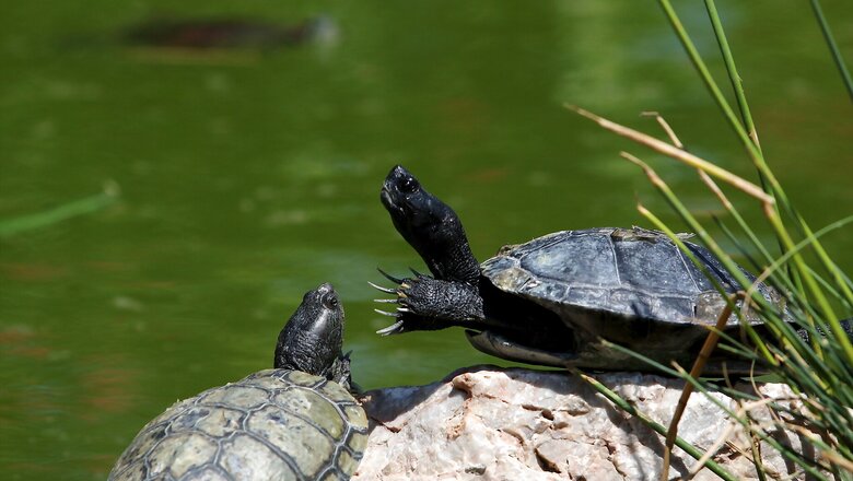 Uttar Pradesh: 135 Indian turtles recovered, two persons arrested