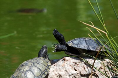 Uttar Pradesh: 135 Indian turtles recovered, two persons arrested