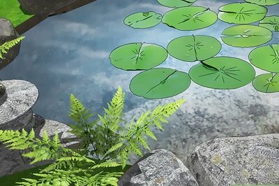 How to Get Rid of Algae in Ponds