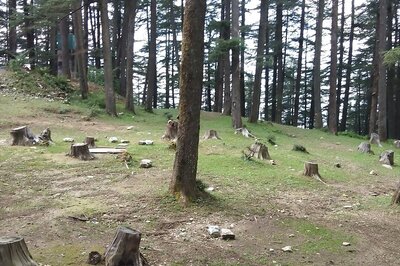 Amid Debate Over SC Ban, Govt Approved Felling 83,000 Trees Since 2014 for Highways in Himachal