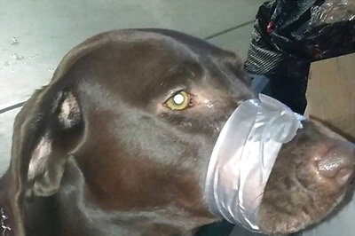 Animal Cruelty: US Woman Sentenced For Taping Pet Dog's Mouth Shut
