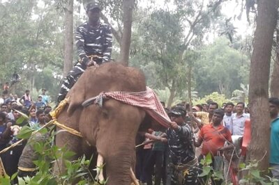 Elephant Dies In West Bengal's Jhargram After Locals Use Banned Spiked Rods, Fireballs | Video