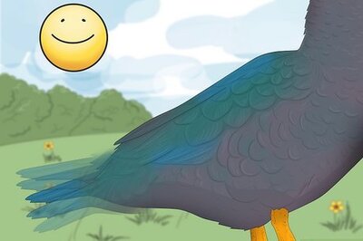What Does It Mean When a Duck Wags Their Tail?