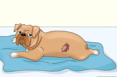 Effective Ways to Recognize and Treat Dog Ulcers