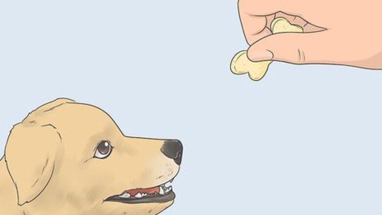 How to Teach a Dog to Bow