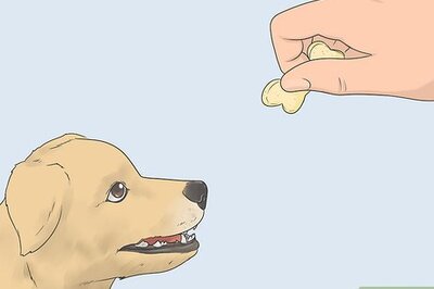 How to Teach a Dog to Bow