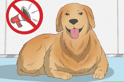 How to Keep Your Dog Calm After Neutering