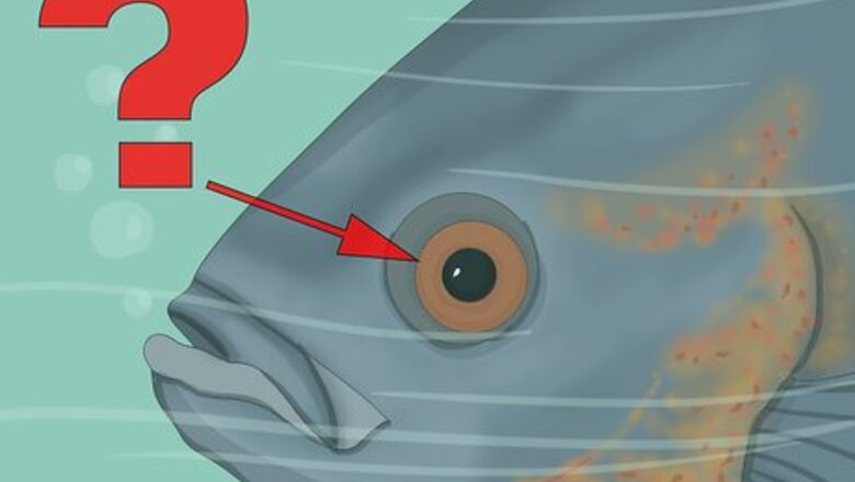 How to Use Color When Fly Fishing