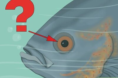 How to Use Color When Fly Fishing