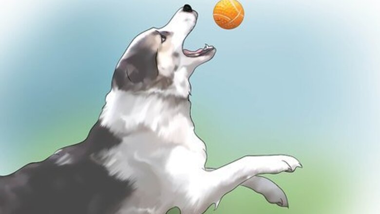 How to Choose Between Female and Male Dogs
