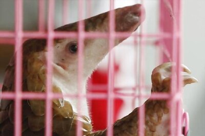 Pangolin Identified as Possible Host of Coronavirus, Says Chinese Scientists