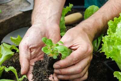 Research says Gardening Can Promote Better Mental Health