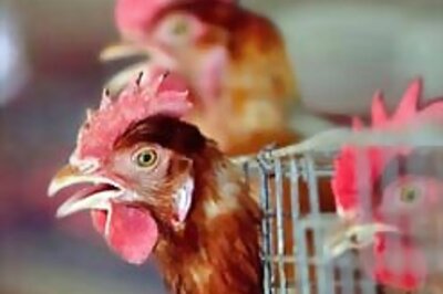 Vaccine checks bird flu spread