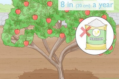Fertilizing an Apple Tree: When, What, & How Much (All Your Questions Answered)