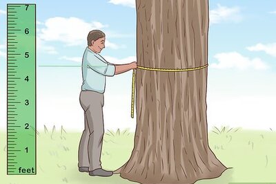 How to Determine the Age of a Tree