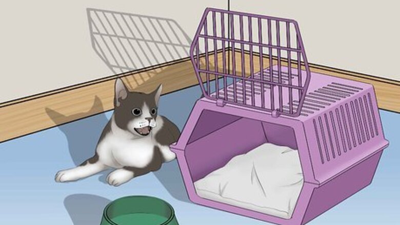 How to Avoid Losing Your Cat