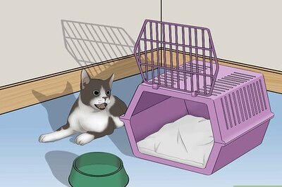 How to Avoid Losing Your Cat