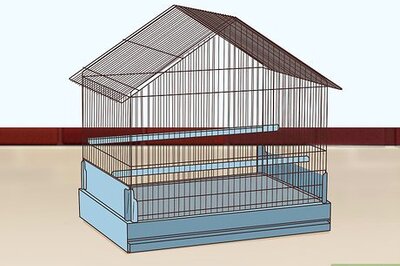 How to Set Up an Eclectus Habitat