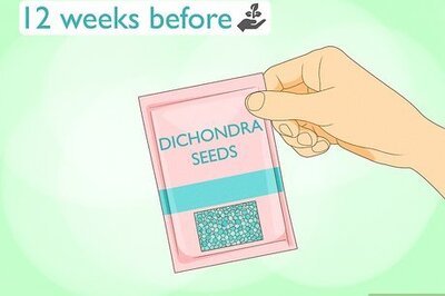 How to Grow Dichondra