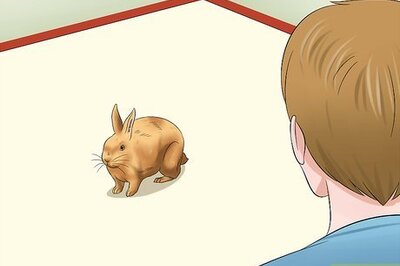 How to Care for Sussex Rabbits